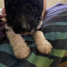 Boy 4 - Poodle puppy in Choctaw, Oklahoma from Crystal's Poodle Friends