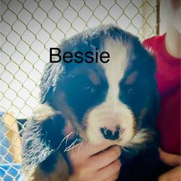 Bessie OFA - Black rust and white female Bernese Mountain Dog puppy in Strasburg, Ohio from Lois Allison