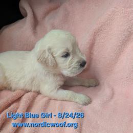 Light Blue Girl - Light golden female Golden Retriever puppy in Peoria, Arizona from Nordic Woof's Golden Retrievers
