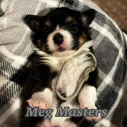 Meg Masters - Black and tan female Pembroke Welsh Corgi puppy in Olathe, Colorado from Rocking LJ Breeding