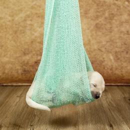 Golden Retriever Puppies from Golden Borealis