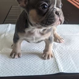 French Bulldog Puppies from Jgrfrenchies