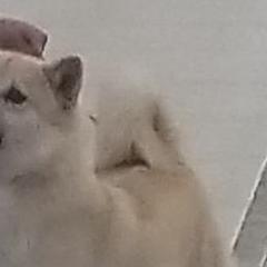 Shilo - Norwegian Buhund