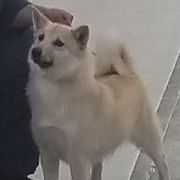 Shilo - Norwegian Buhund