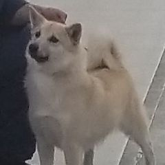 Shilo - Norwegian Buhund