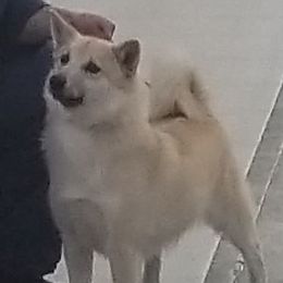 Shilo - Norwegian Buhund
