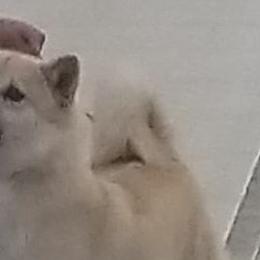 Shilo - Norwegian Buhund