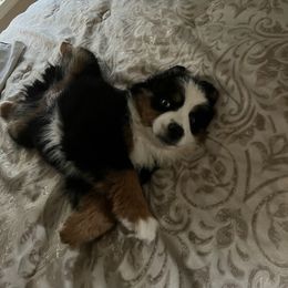Miniature Australian Shepherd Puppies from Liberty Luck Mini Aussies