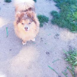 Annie - Pomeranian