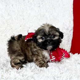 AKC Woody - Sable male Shih Tzu puppy in Greenville, South Carolina from Babyface Shih Tzu