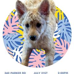 Midas - Yellow male Mudi puppy in Benson, Arizona from Twisted Acres Border Collies and Mudi