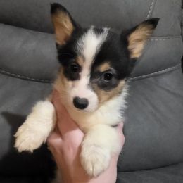 Tri Female - Black and tan female Pembroke Welsh Corgi puppy in Unicoi, Tennessee from East Tennessee Clark Corgis