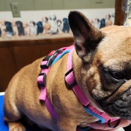 Boxers and French Bulldogs from Cornish Canines