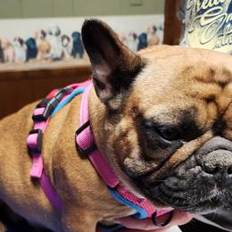 Boxers and French Bulldogs from Cornish Canines