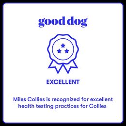 Collie Puppies from Miles Collies