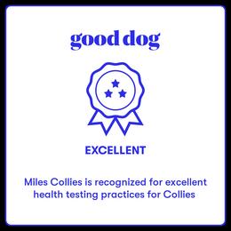 Collie Puppies from Miles Collies