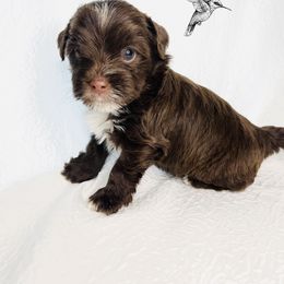 Yorkshire Terrier Puppies from Hummingbird Farm & Gardens