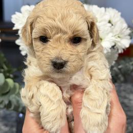 Blonda - Apricot female Maltipoo puppy in Littleton, Colorado from Marina's Maltipoos