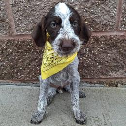 Girl 5 - Liver and white female German Wirehaired Pointer puppy in Potosi, Wisconsin from Point and Flush Gun Dogs