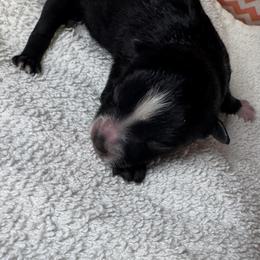 Girl 2 - Black and white female Pomsky puppy in Gunter, Texas from The Painted Pomsky