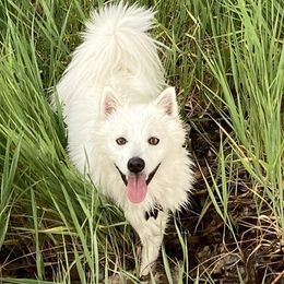 Pomskies from Pomiscuous