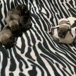 Miniature Schnauzer Puppies from Circle R Ranch