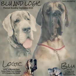 Great Dane Puppies from Chicago Danes