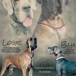 Great Dane Puppies from Chicago Danes