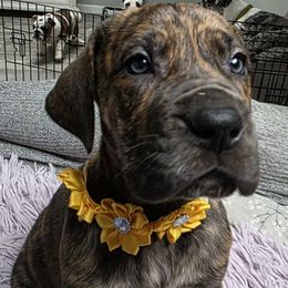 Penne - Brindle female Great Dane puppy in Albany, Oregon from Red Cloud Australian Shepherds and DeGray Great Danes & Bulldogs