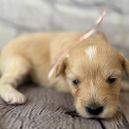 Delilah - Wheaten female Miniature Schnauzer puppy in Newark, Ohio from Tuckered Out Schnauzers