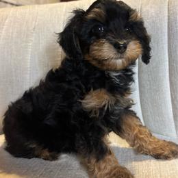 Luca - Black and tan male Cavapoo puppy in Gap, Pennsylvania from Luxe Cavapoo LLC
