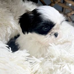 Brindle and White Female - Brindle and white female Shih Tzu puppy in Mendenhall, Mississippi from Hollingsworth Shih Tzus
