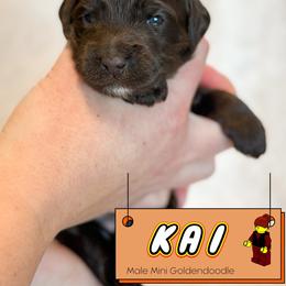 Spot 3 - Chocolate male Goldendoodle puppy in Redmond, Oregon from Bourbon and Lace Doodles