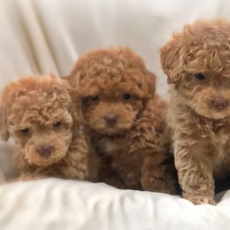 Poodle Puppies from Upper Echelon