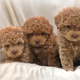 Poodle Puppies from Upper Echelon