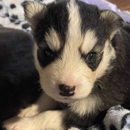Apollo - Black and white male Siberian Husky puppy in Diamond Lake, Washington from Husky Haven WA