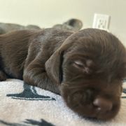ON AHUNT KENNELS - Liver male Pudelpointer puppy in Meniffee, California from On a hunt kennels