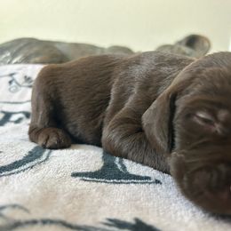 ON AHUNT KENNELS - Liver male Pudelpointer puppy in Meniffee, California from On a hunt kennels