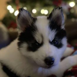 Siberian Husky Puppies from Royal Siberian AKC Huskies