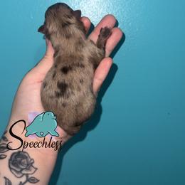 Rapunzel - Chocolate merle female Pomeranian puppy in Perry County, Ohio from Speechless Pom’s