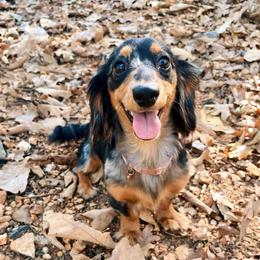 Ziti - Dapple female Dachshund puppy in Mountain Home, Arkansas from The Teacup Homestead Miniature Dachshunds