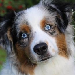 Lyric - Miniature American Shepherd