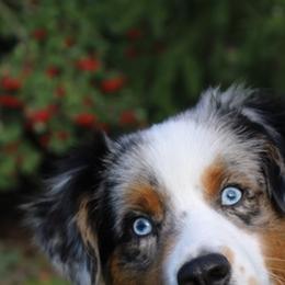 Lyric - Miniature American Shepherd
