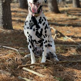 Dachshund, Dalmatian, Havanese, Maltese, Pomeranian, and Poodle Puppies from Destination Dalmatian