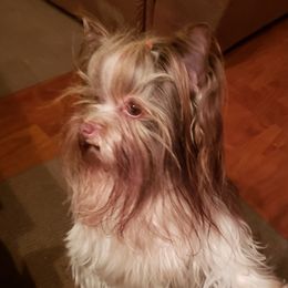 Timber - Yorkshire Terrier
