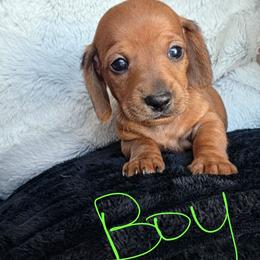 Dasher - Red male Dachshund puppy in Farmington, Missouri from Southeast mo Miniature dachshunds