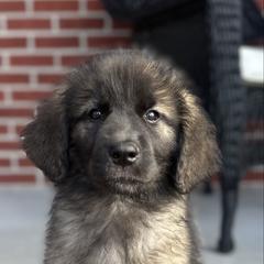 Girl 2(Bean) - Reddish brown female Leonberger puppy in Manchester, Tennessee from Bois D’Arc Leonbergers