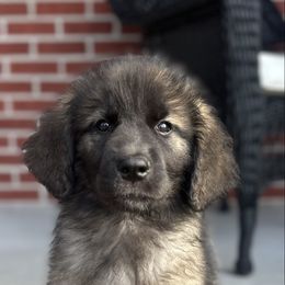 Girl 2(Bean) - Reddish brown female Leonberger puppy in Manchester, Tennessee from Bois D’Arc Leonbergers
