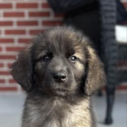 Girl 2(Bean) - Reddish brown female Leonberger puppy in Manchester, Tennessee from Bois D’Arc Leonbergers