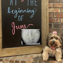 Georgia - Yorkshire Terrier